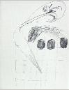 IMG6751